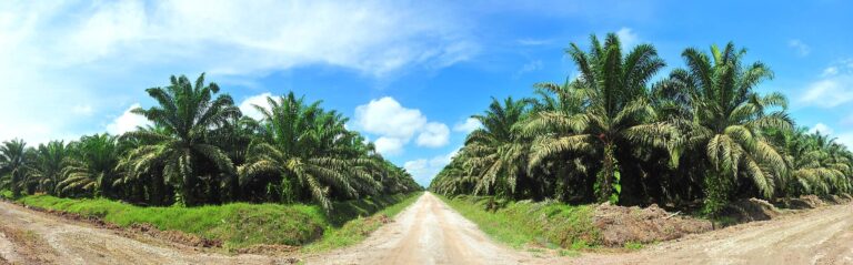 First Resources Upgraded to BUY: Attractive Dividend Yield, Strong Integrated Palm Oil Model & Growth Outlook (2026)